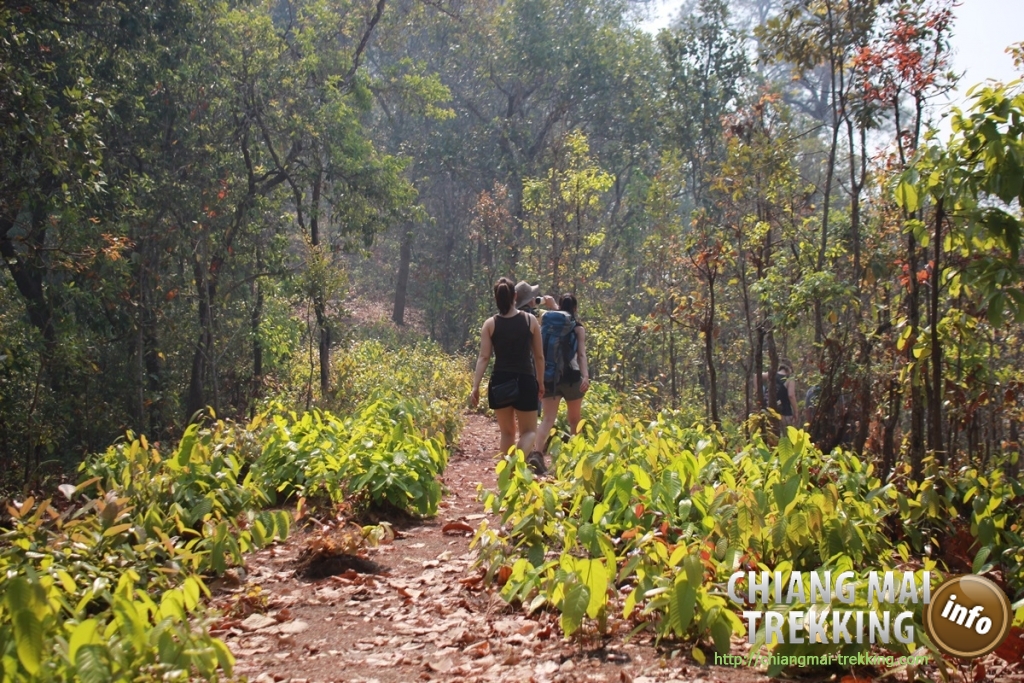 3-days/2-nights Trekking Tour | Chiang Mai Trekking | Le meilleur trekking à Chiang Mai avec Piroon Nantaya